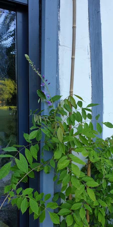 homme mur suce avale