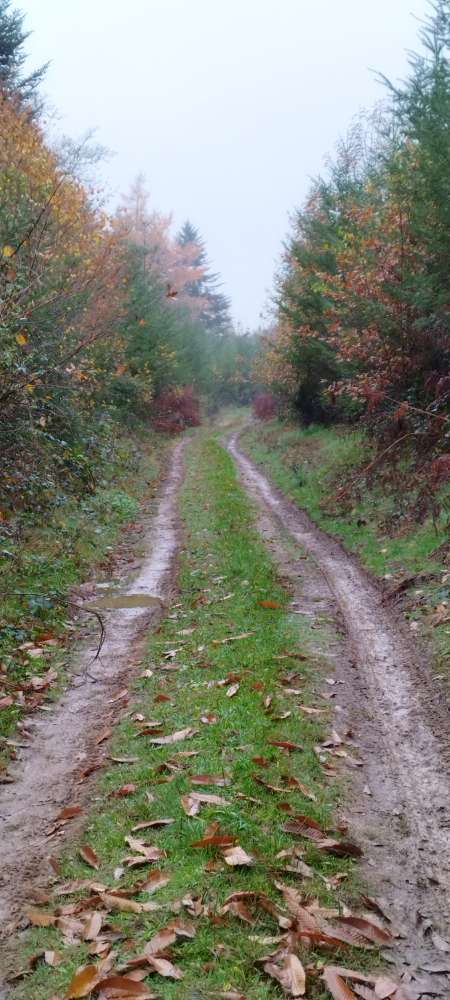 Nouvelles exp�riences coquine en for�t